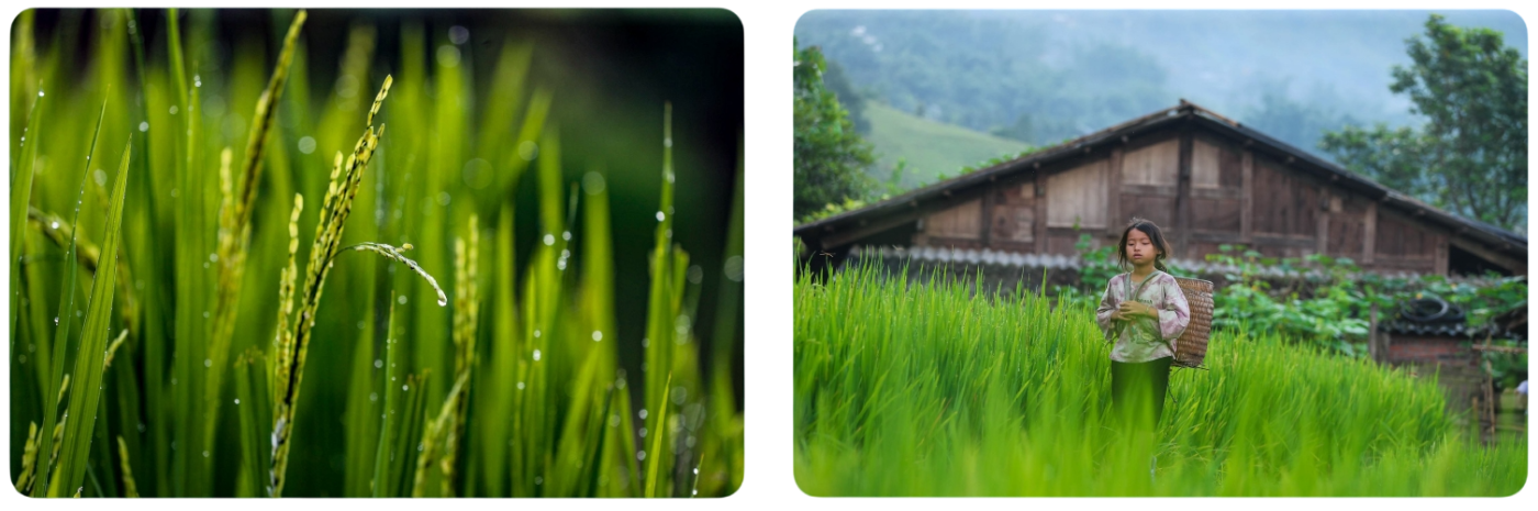 Silk Path Grand Sapa - Mùa lúa xanh - Cẩm nang du lịch Việt Nam (2)