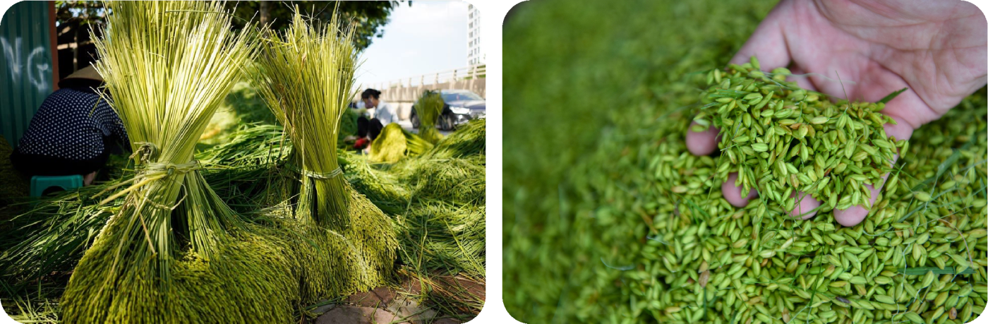 Silk Path Hanoi - Cốm Green rice flakes - Hanoi Travel Guide